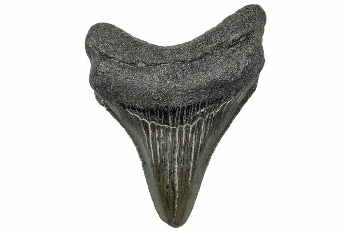Serrated, Juvenile Megalodon Tooth - South Carolina #321418